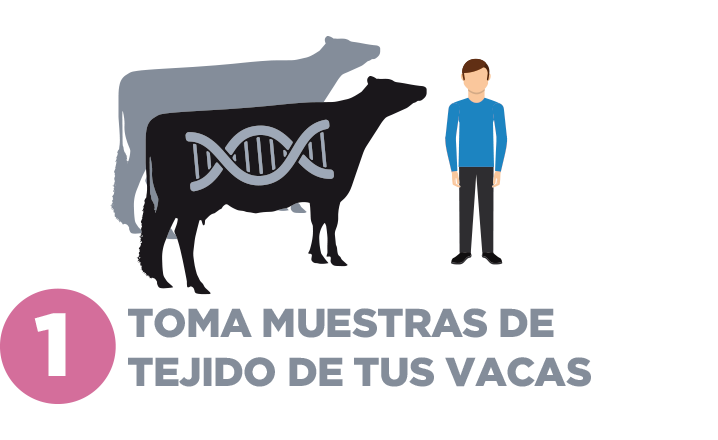 Test Genómicos Distrigen - Paso 1 - Toma muestras de tejido de tus vacas